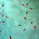 Espermatozoides del experimento. Universidad de Yamanashi